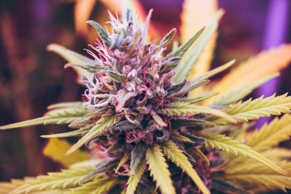 close up purple cannabis bud & leave on its plant