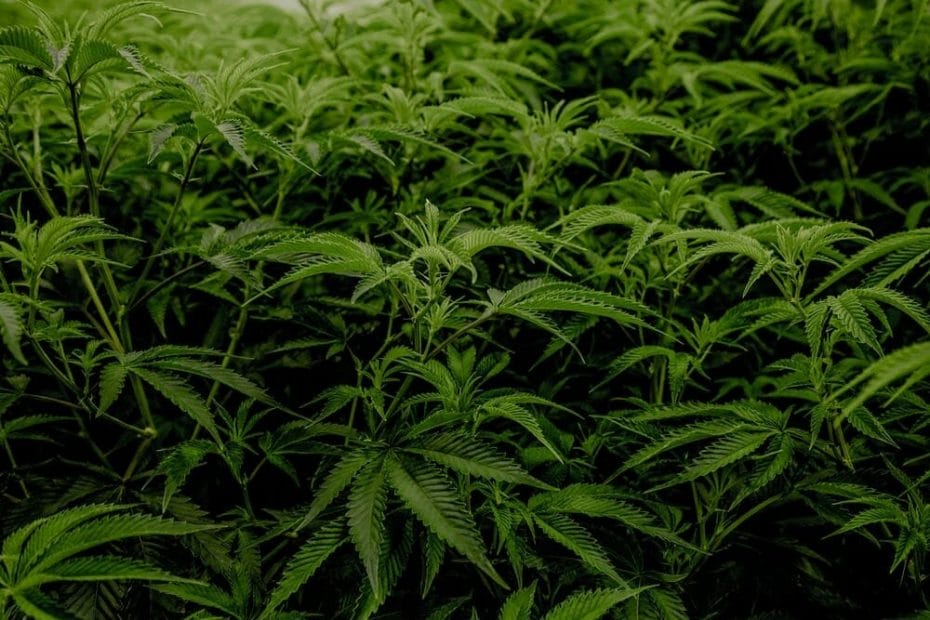 several cannabis plants