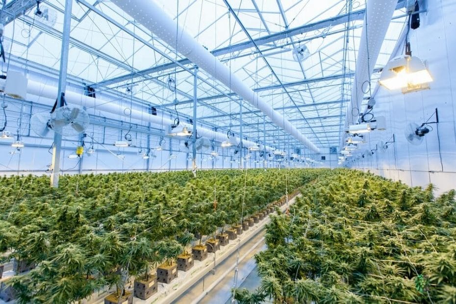 huge greenhouse filled with cannabis plants