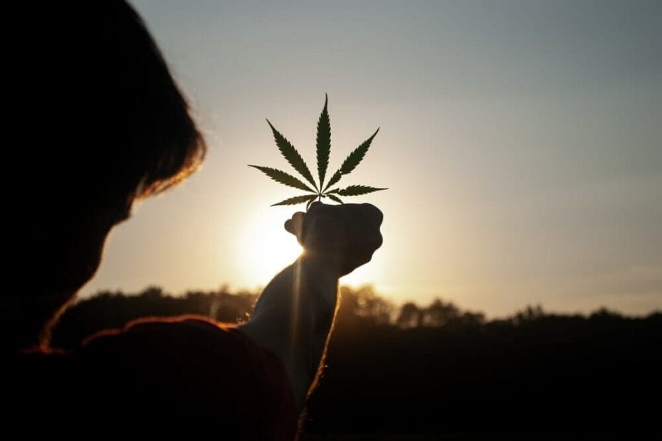 holding a cannabis leaf infront of the sun set
