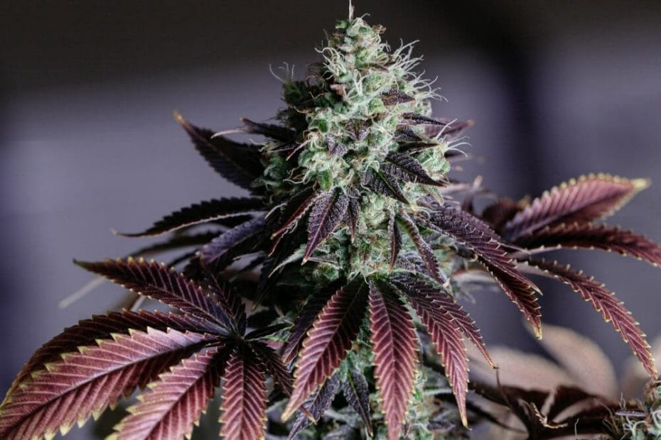 high definition detailed cannabis bud purple leaves
