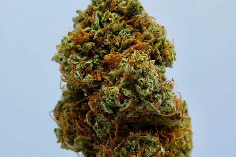 close up of a cannabis bud