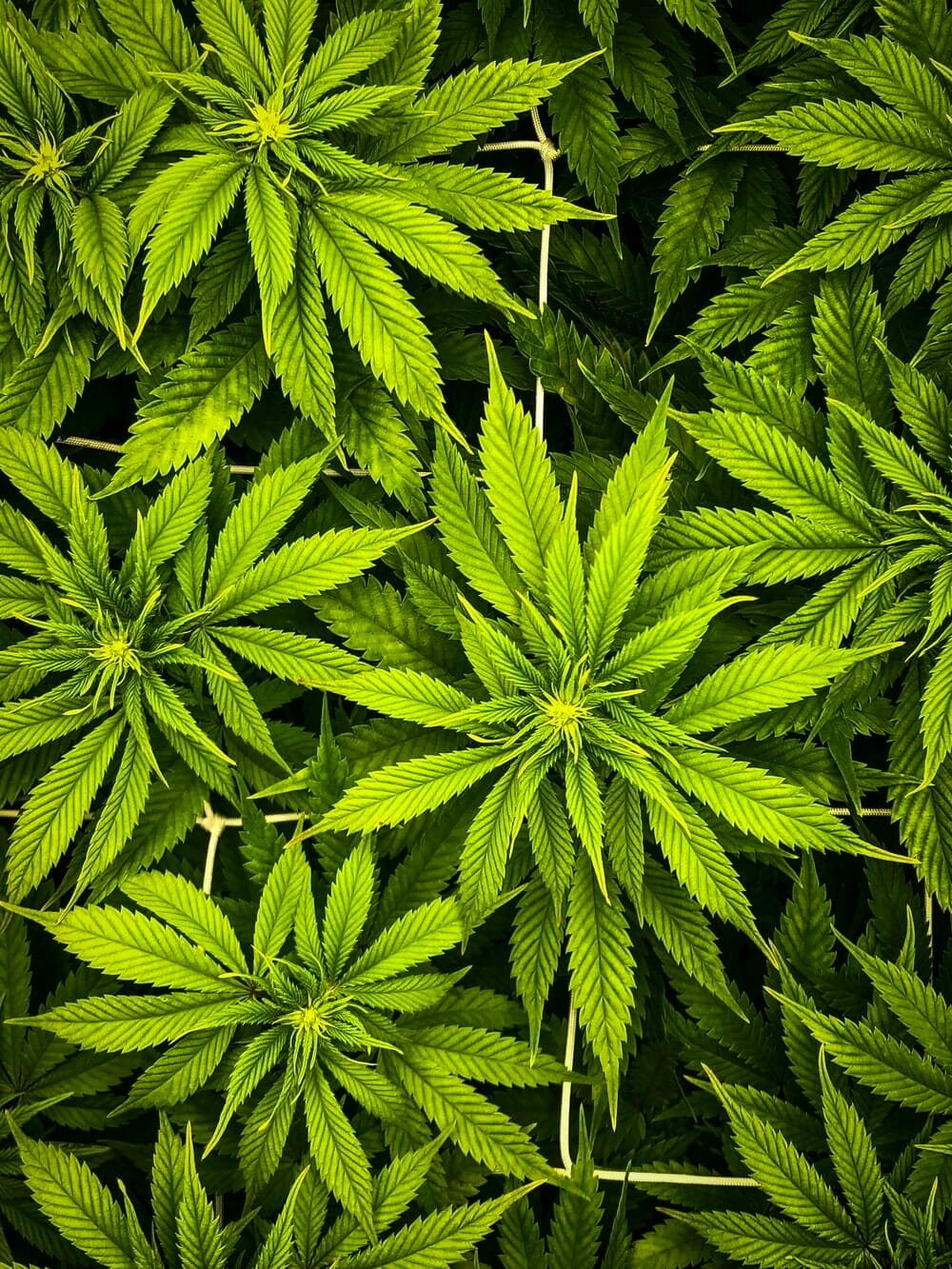 Why Cannabis Leaves Turning Yellow Read More About It My Dry Herb 6668